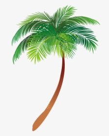 Asian Palmyra Palm Illustration Palm Trees Vector Graphics - Coconut, HD Png Download, Transparent PNG