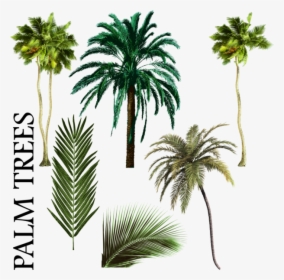 Palm Tree Vector Png Palmiye Ağacı Karışımı Psd, Vektör - Free Palm Tree Psd, Transparent Png, Transparent PNG