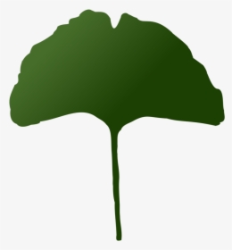 Plant,leaf,tree - Clip Art, HD Png Download, Transparent PNG