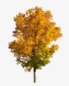 Fall Tree Trees Clipart Transparent Png - Fall Tree Png, Png Download, Transparent PNG