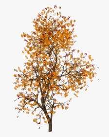 #moodboard #niche #filler #aesthetic #png #polyvorepng - Fall Leaves Aesthetic Png, Transparent Png, Transparent PNG
