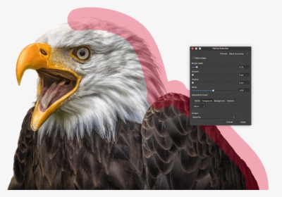 Bald Eagle - Affinity Photo, HD Png Download, Transparent PNG