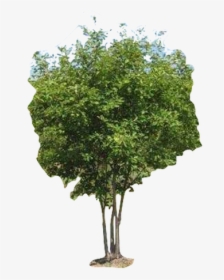 Architecture Tree Cut Out, HD Png Download, Transparent PNG