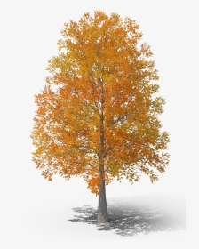 Grove, HD Png Download, Transparent PNG