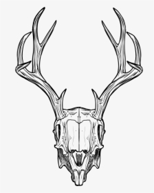 Deer Skull - Animal Skull Drawing, HD Png Download, Transparent PNG
