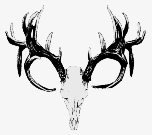 Red Deer Hunting White-tailed Deer Skull - Deer Antlers Png Transparent, Png Download, Transparent PNG