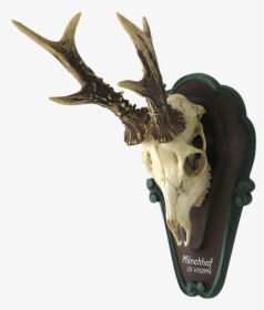 Vintage German Roe Deer Skull Mount - Skull, HD Png Download, Transparent PNG
