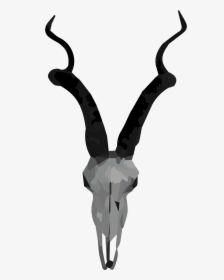 Skull Of Antelope, HD Png Download, Transparent PNG