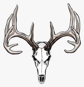 White-tailed Deer Drawing Antler Skull - Deer Skull Clipart, HD Png Download, Transparent PNG
