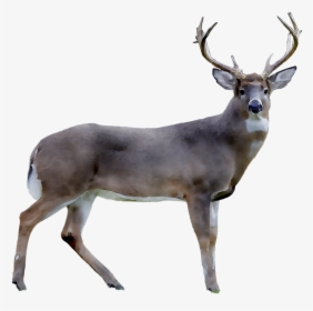 Photography Deer White Tailed Royalty Free Reindeer - White-tailed Deer, HD Png Download, Transparent PNG