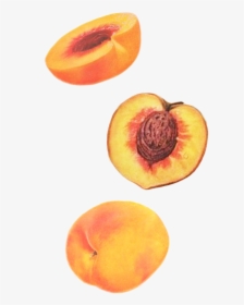Peaches - Apricot, HD Png Download, Transparent PNG