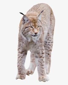 Transparent Lynx Clipart - Transparent Bobcat Png, Png Download, Transparent PNG