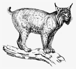 Wild Cat,carnivoran,dog Like Mammal - Lynx Clip Art, HD Png Download, Transparent PNG
