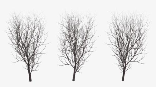 A Tree In Winter, - Tree In Winter Png, Transparent Png, Transparent PNG