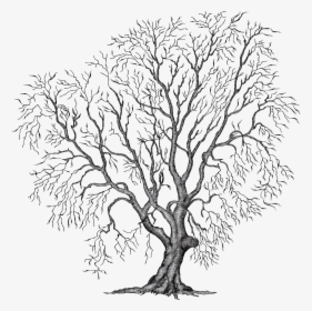 Painting Tree Clipart Illustration Png File Autumn - Winter Tree Clipart Transparent, Png Download, Transparent PNG