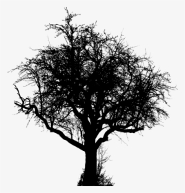 Plant,blackandwhite,tree - Vector Graphics, HD Png Download, Transparent PNG
