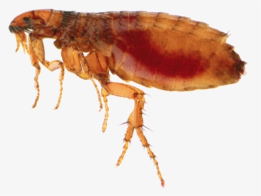 Flea Png - Insect Flea, Transparent Png, Transparent PNG