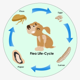 Flea Life Cycle - Cartoon, HD Png Download, Transparent PNG