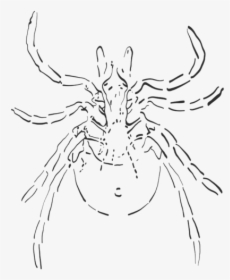 Choosing The Best Flea And Tick Treatment For Your - Sketch, HD Png Download, Transparent PNG