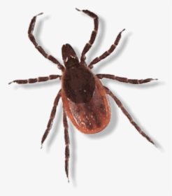 Spider Images Of Insects, HD Png Download, Transparent PNG