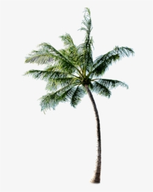 Coconut Tree Download Transparent Png Image - Palm Tree Beach Png, Png Download, Transparent PNG