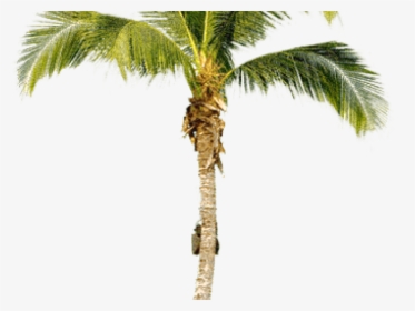 Transparent Palm Tree Png Transparent - Coconut Tree Cut Out, Png Download, Transparent PNG