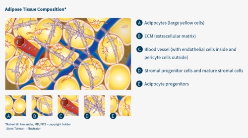 Adipose Tissue Regenerative Medicine Stem Cells - Parallel, HD Png Download, Transparent PNG