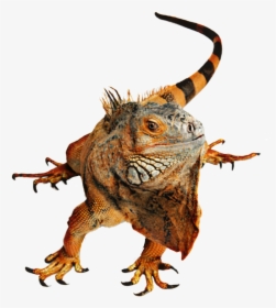 #iguana #lizard #reptile - Transparent Lizards Stickers Clipart, HD Png Download, Transparent PNG