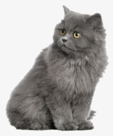 Gray Horse Shorthair Dog British Cat Persian Clipart - Alhambra, HD Png Download, Transparent PNG