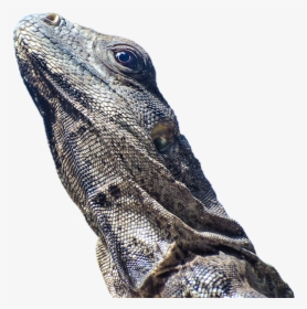 Iguana, Lizard, Scale, Reptile, Animal, Animal World - อี กั วนา ทะเล Png, Transparent Png, Transparent PNG