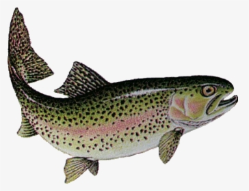 Lake Trout Png Png Free Library - Trout Fish In India, Transparent Png, Transparent PNG