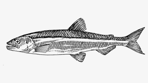 Atlantic Herring How To Draw, HD Png Download, Transparent PNG