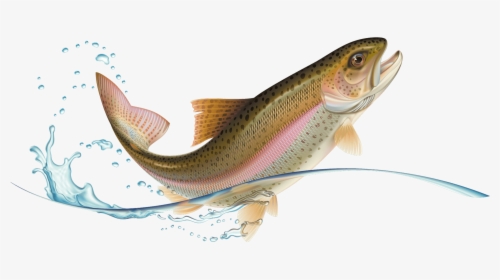 Jumping Rainbow Trout, HD Png Download, Transparent PNG