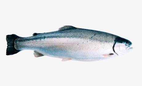 Sockeye Salmon, HD Png Download, Transparent PNG