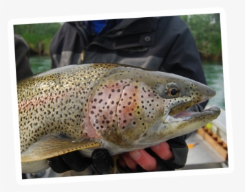 Brown Trout, HD Png Download, Transparent PNG