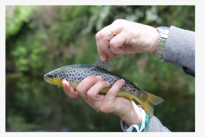 Trout, HD Png Download, Transparent PNG