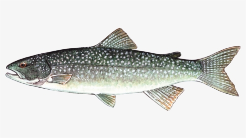 Trout Species Lake Erie, HD Png Download, Transparent PNG
