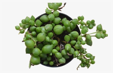 Succulent String Of Pearls - Seedless Fruit, HD Png Download, Transparent PNG
