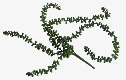 Transparent String Of Pearls Clipart, HD Png Download, Transparent PNG