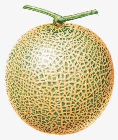 Melon Png Image - Melon Png, Transparent Png, Transparent PNG