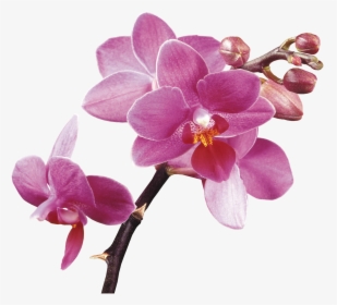 Spa Flower Orchids Free Hq Image Clipart - Vanda Orchid Transparent Background, HD Png Download, Transparent PNG