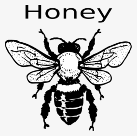 Real Bee Clipart Black And White, HD Png Download, Transparent PNG