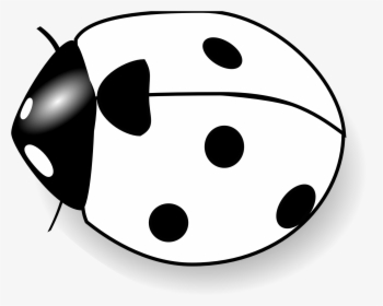 Bee Clipart Black And White - Lady Bug Black And White Clipart, HD Png Download, Transparent PNG