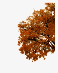 Autumn Cutout By Tigers Stock On - Fall Tree Png, Transparent Png, Transparent PNG