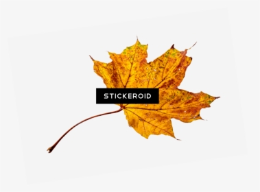 Transparent Autumn Png - Transparent Background Fall Leaves Png, Png Download, Transparent PNG