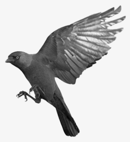 Flying Transparent Vector Clipart - Raven Flying Transparent, HD Png Download, Transparent PNG