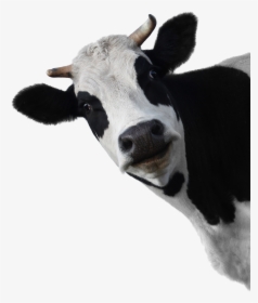 Cow Head White Background, HD Png Download, Transparent PNG
