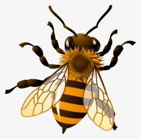 Bee Honeybee Honey Clipart Kid Transparent Png - Transparent Background Honey Bee Clipart, Png Download, Transparent PNG