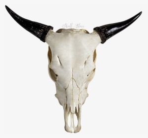 Highland Cattle Skull Horn Bull Goat - Cow Skull Transparent, HD Png Download, Transparent PNG