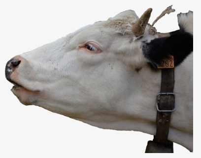 #sticker #cow #head #cowhead @dennystoughton - Cattle, HD Png Download, Transparent PNG